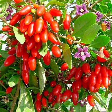 картинка Годжи Магия Любви  картинка Годжи Магия Любви