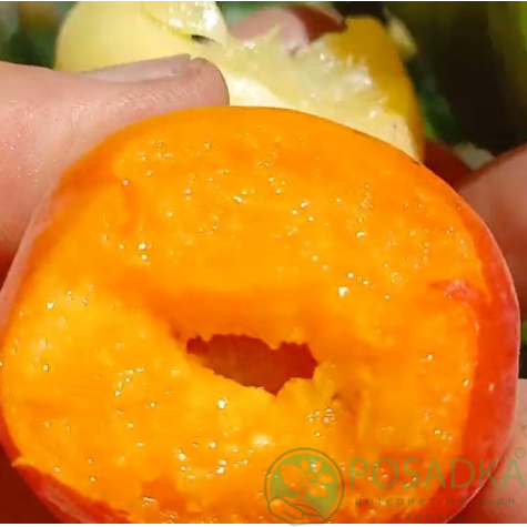 картинка Абрикос Хар О´Стар 