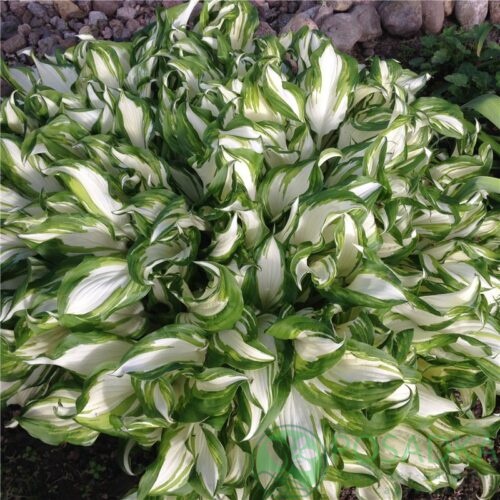 картинка Хоста Kiwi Spearmint 