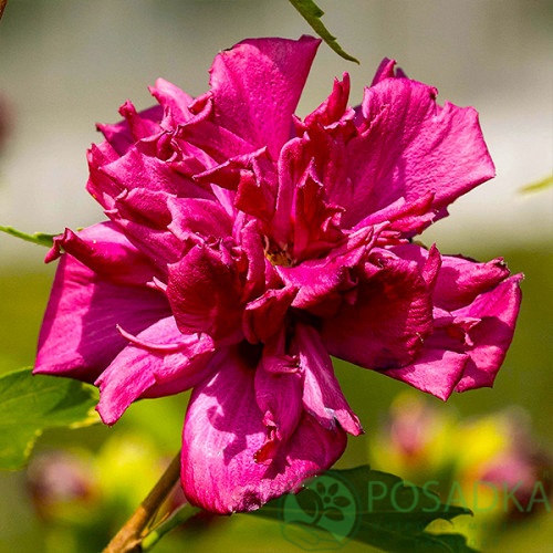 картинка Гибискус древовидный French Cabaret Red 