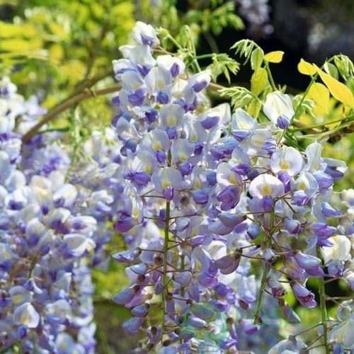 картинка Глициния обильноцветущая Murasaki Noda 