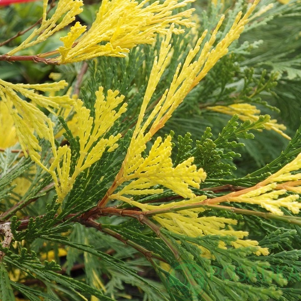 картинка Калоцедрус низбегающий Aureovariegata 