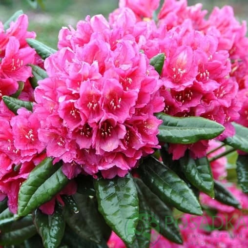 картинка Рододендрон гибридный Dr H.C. Dresselhuys 