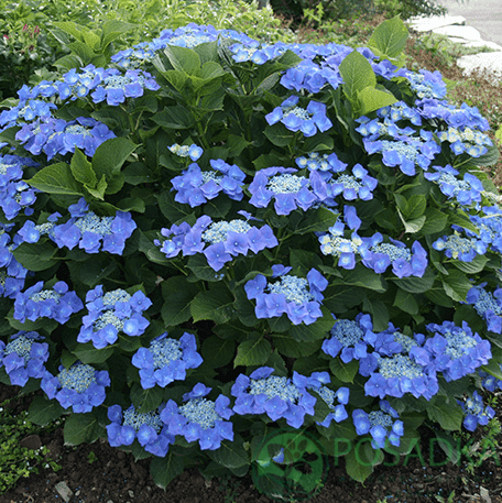 картинка Гортензия крупнолистная Blaumeise (Блаумайс) 