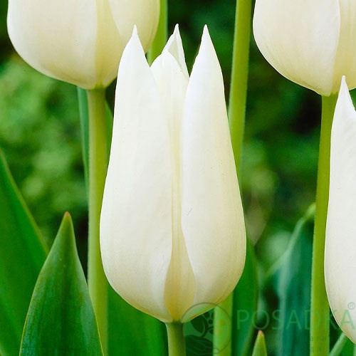 картинка Тюльпан White Dynasty 