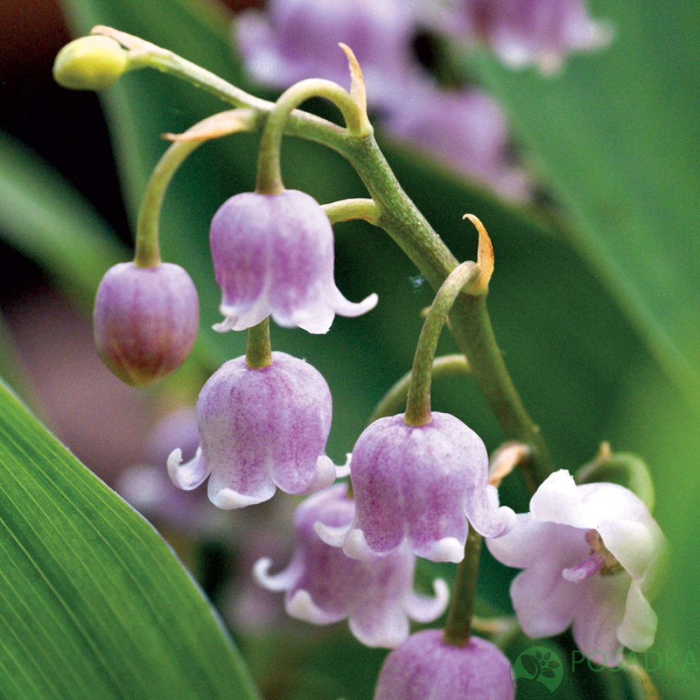 картинка Ландыш Majalis Rosea 