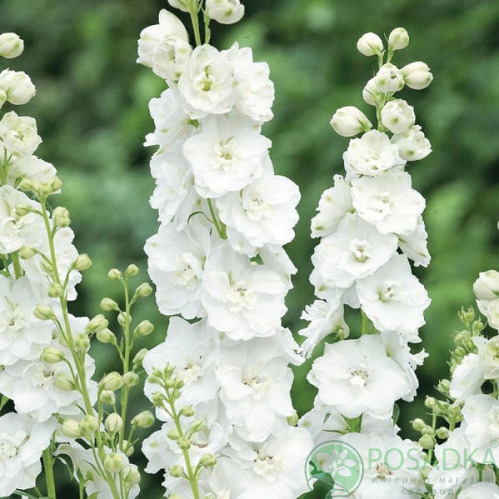 картинка Дельфиниум Magic Fountains Pure White С2 