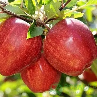 картинка Яблоня СвиТанго 