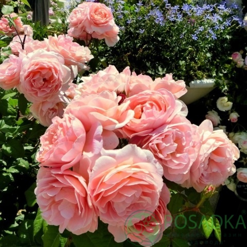 картинка Роза кустовая Френсис Блэйз 