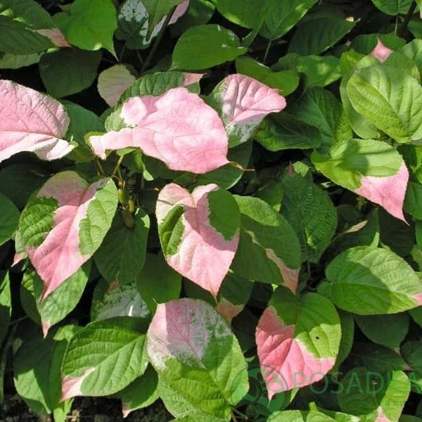 картинка Актинидия коломикта Dr Szymanowski 