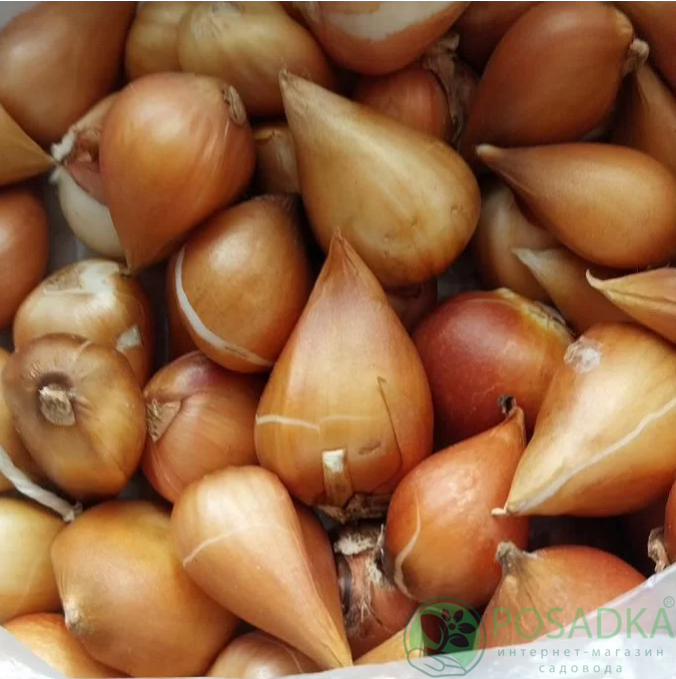 картинка Тюльпан Little Beauty  картинка Тюльпан Little Beauty