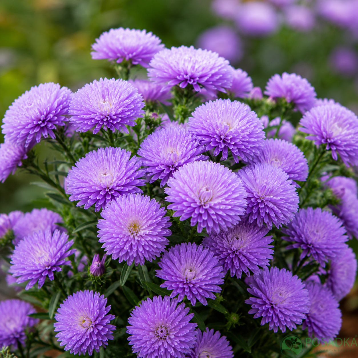 картинка Астра новобельгийская Showmakers Lavender 