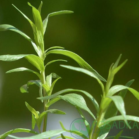 картинка Эстрагон (тархун) семена (0.1гр) 