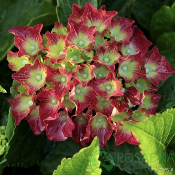 картинка Гортензия крупнолистная Hi Tornado 