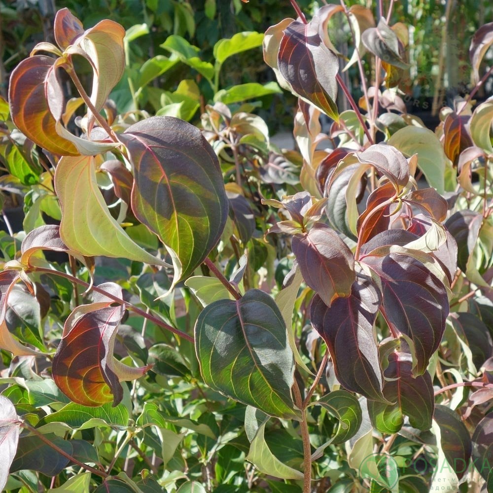 картинка Дерен коуза Капучино 7.5л 