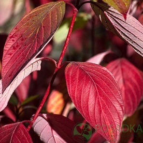 картинка Дерен обыкновенный 