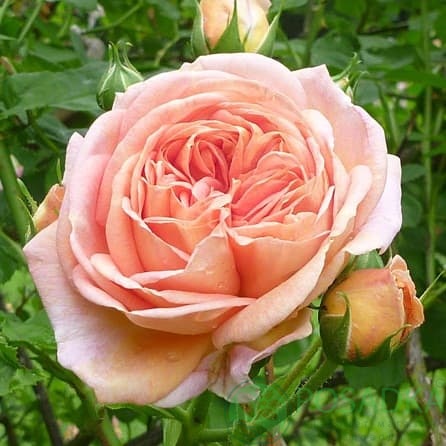 картинка Роза плетистая Алхимист 