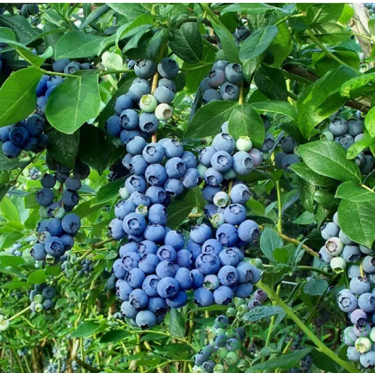 картинка Голубика 3 летняя Дюк (контейнер С2) 