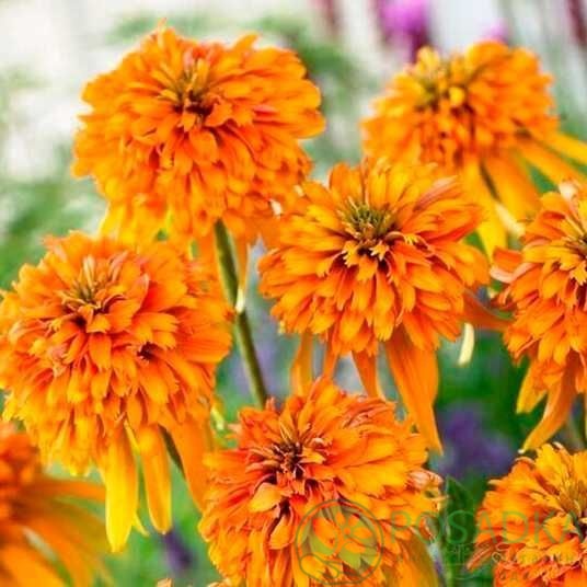 картинка Эхинацея Marmalade 