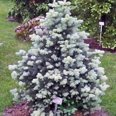 картинка Пихта Субальпийская (Abies lasiocarpa Glauca) 