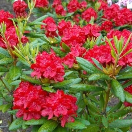 картинка Рододендрон гибридный Busuki С2  картинка Рододендрон гибридный Busuki С2