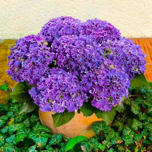 картинка Гортензия крупнолистная Curly Sparkle Blue Purple 