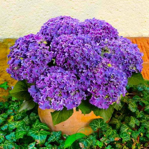 картинка Гортензия крупнолистная Curly Sparkle Blue Purple С2 
