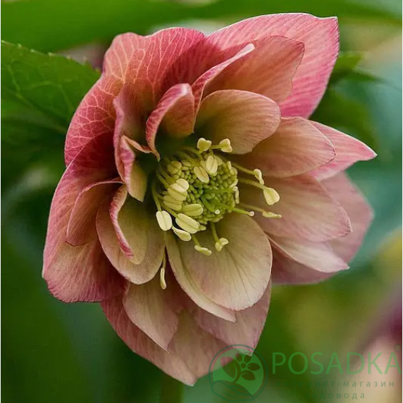 картинка Морозник Double apricot 