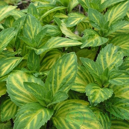 картинка Мята Джинджер Минт 