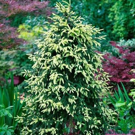 картинка Ель восточная 'Aureospicata' 