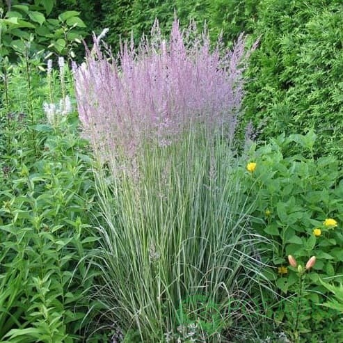 картинка Вейник остроцветковый Овердам 