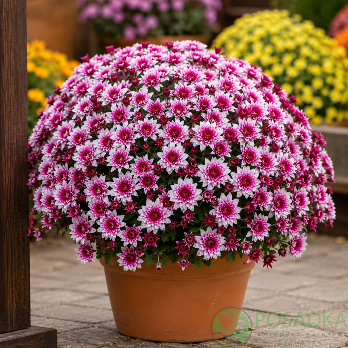 картинка Хризантема мультифлора Lively Pink Bicolor 