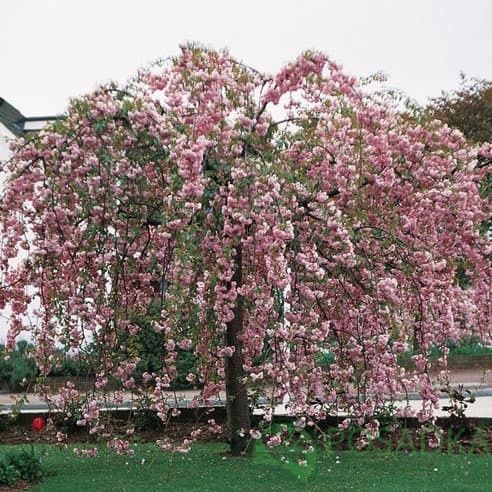 картинка Яблоня плакучая Недзведского 