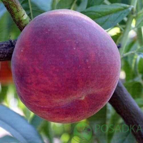 картинка Персик Рич Леди 