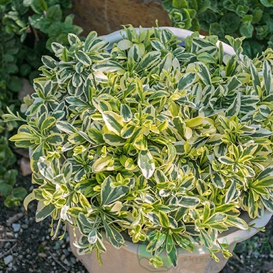 картинка Арабис Old Gold 