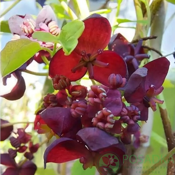 картинка Акебия трехлистная  картинка Акебия трехлистная