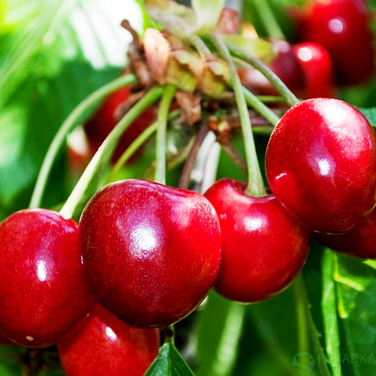 картинка Вишня Игрушка 