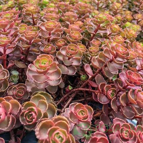 картинка Очиток ложный Dragons Blood  картинка Очиток ложный Dragons Blood