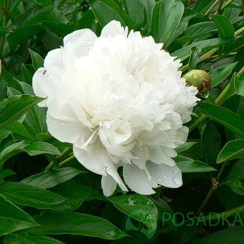 картинка Пион Галина Уланова 