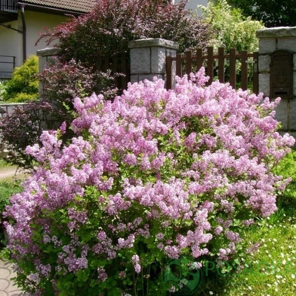 картинка Сирень Мейера Палибин 