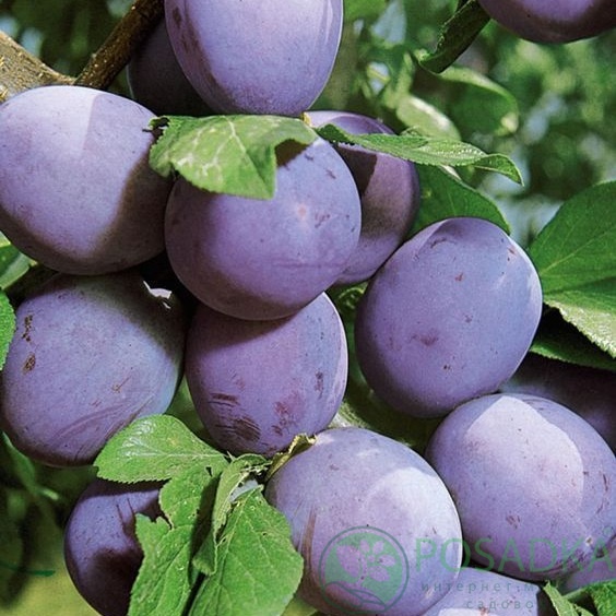 картинка Слива Топенд Плюс  картинка Слива Топенд Плюс