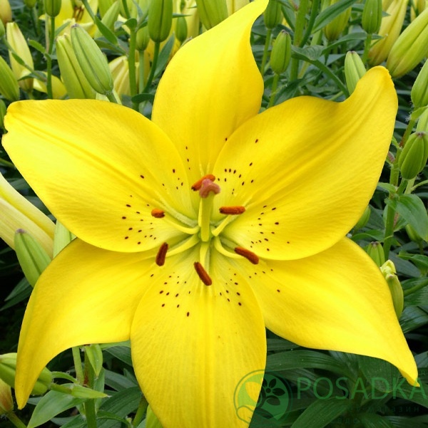 картинка Лилия Ilse  картинка Лилия Ilse