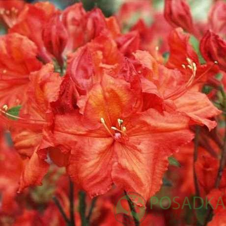 картинка Азалия Feurwerk 