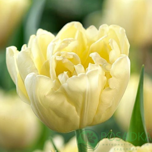 картинка Тюльпан Avant Garde (3 шт) р9 