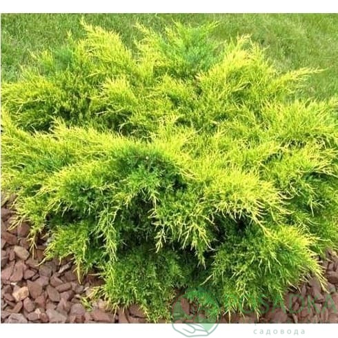 картинка Можжевельник средний Мордиган Голд 3л 