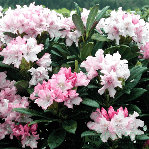 картинка Рододендрон гибридный Pohjola`s Daughter С5 