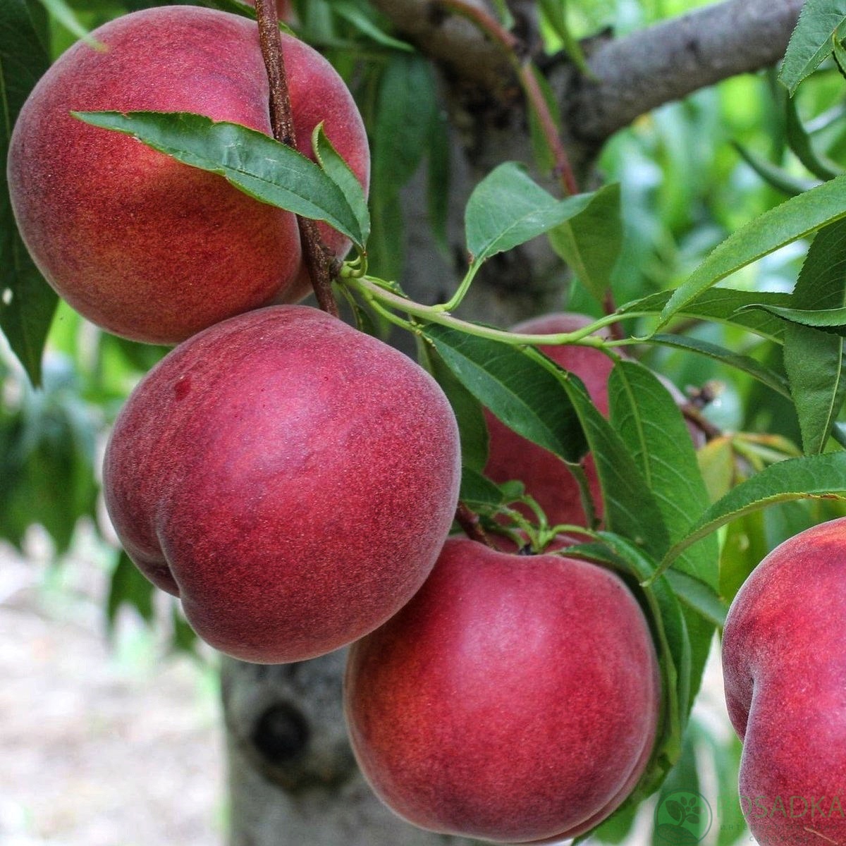 картинка Персик Спринг Леди 