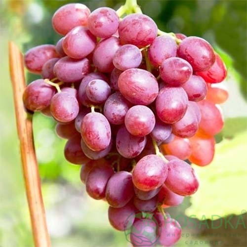 картинка Виноград Гурман Ранний 
