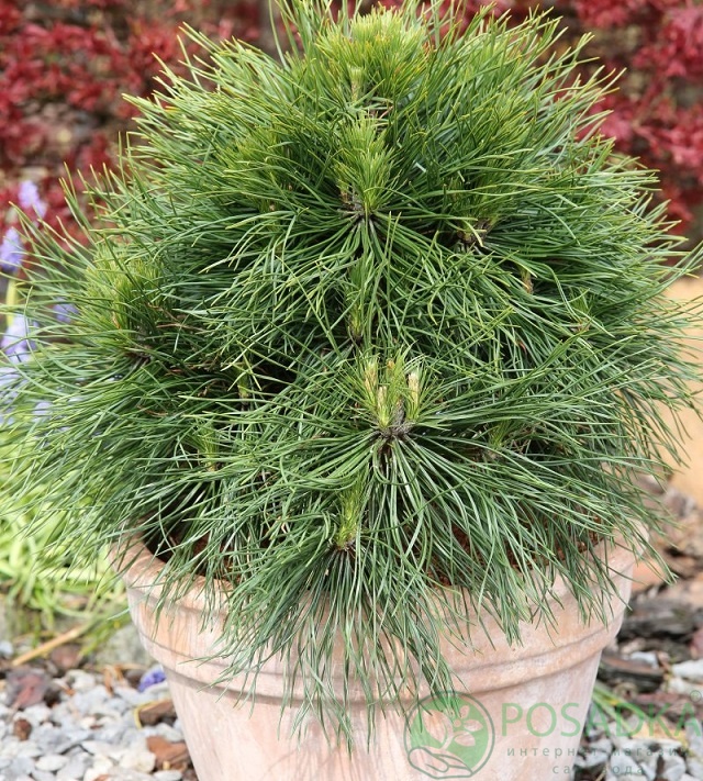 картинка Сосна nigra Rockley WB  картинка Сосна nigra Rockley WB