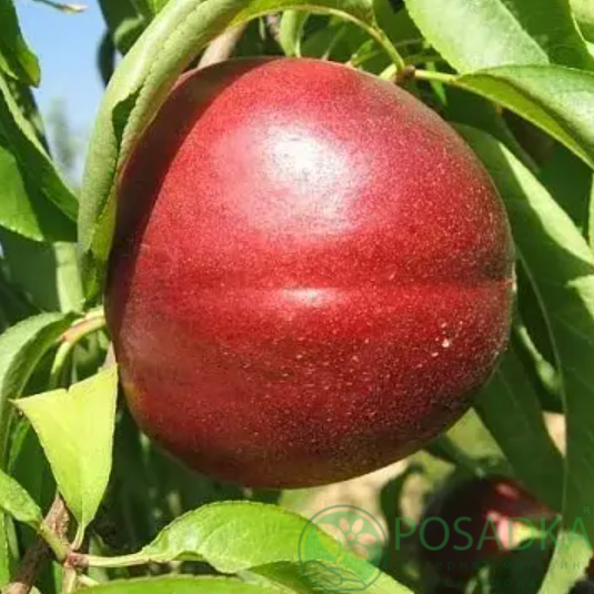 картинка Нектарин Старк Сангло 